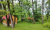 احیای پایدار پارک‌های جنگلی تهران نیازمند مدیریت یکپارچه و برنامه جامع است